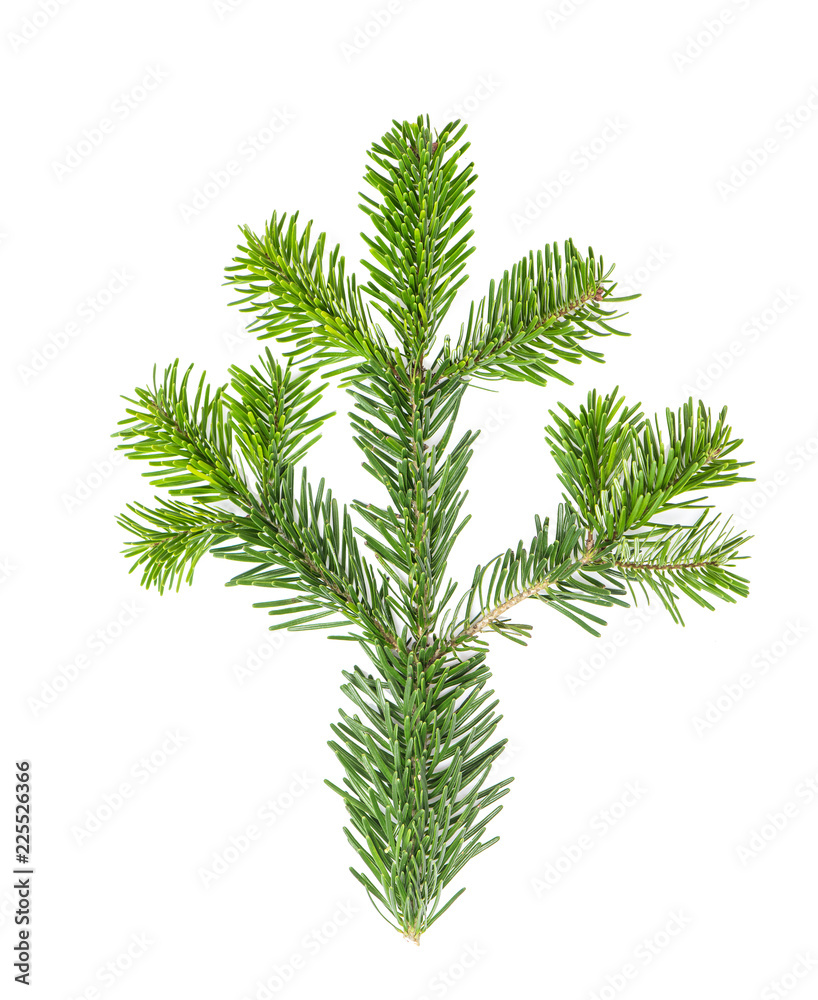 Spruce twigs Branch Christmas tree isolated white background Spruce twigs Branch Christmas tree isolated white background