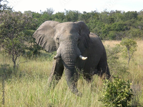 S  dafrika  Elefant