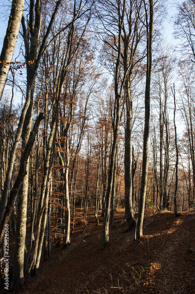 Beautiful autumn forest landscape Beautiful autumn forest landscape