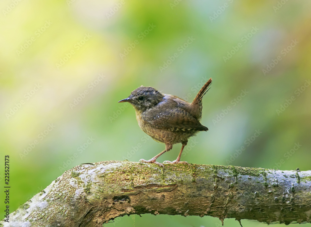 portrait of a little funny bird Wren sitting in a Park on a tree with its tail raised high portrait of a little funny bird Wren sitting in a Park on a tree with its tail raised high