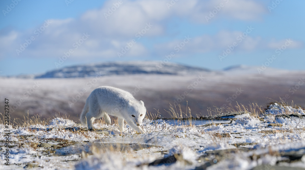 Arctic fox cub (Vulpes lagopus) in autumn snow in Dovre mountains, Norway