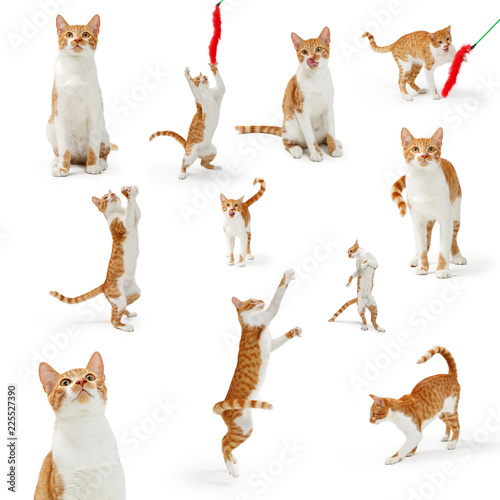 Fototapeta Naklejka Na Ścianę i Meble -  Orange Playful Cute Cate Collection