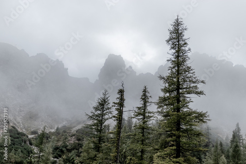 forest in fog, mountain in back