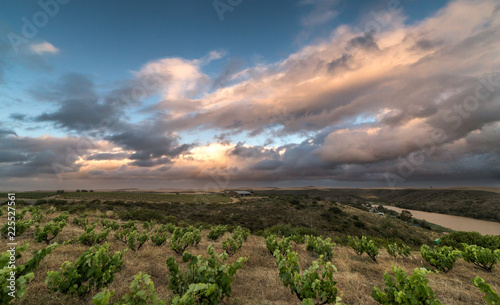 Vineyards South Africa