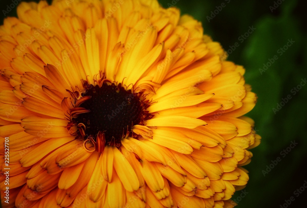orange flower detail orange flower detail