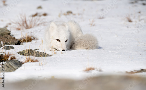 Arctic fox cub  Vulpes lagopus  in autumn snow in Dovre mountains  Norway