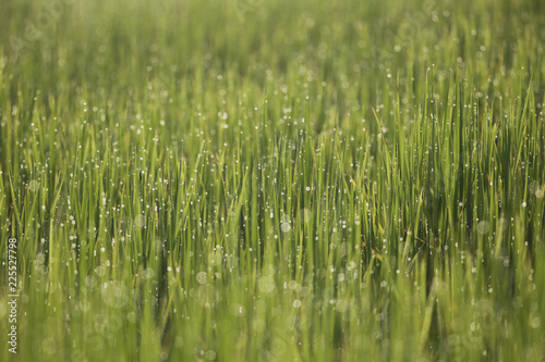 rice fram sweet light and blue flower on walking line between rice 