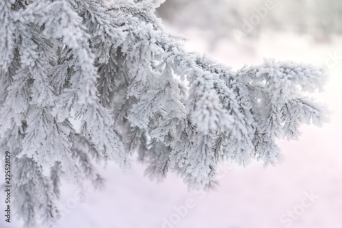 Snow-cowered fir branches. Winter blur background. Frost tree