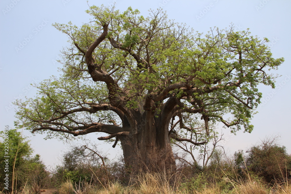 Baobab