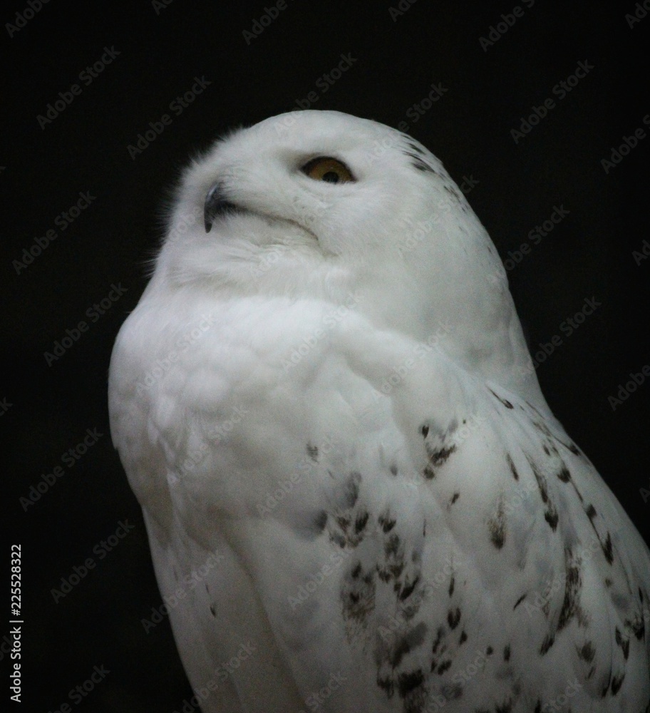 Obraz premium snow owl looking up