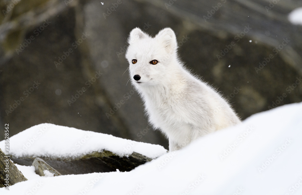 Arctic fox cub (Vulpes lagopus) in autumn snow in Dovre mountains, Norway Arctic fox cub (Vulpes lagopus) in autumn snow in Dovre mountains, Norway
