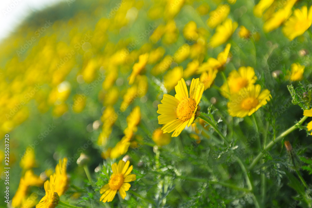Spring background with beautiful yellow flowers Spring background with beautiful yellow flowers