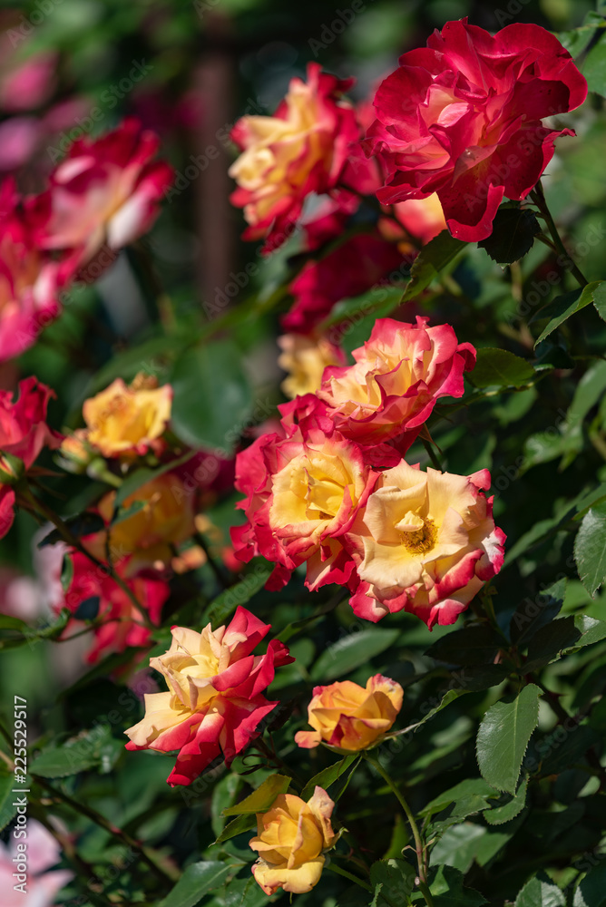 赤と黄色のバラの花