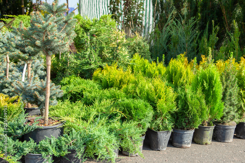 Saplings of bushes and coniferous trees in pots in plant nursery. Shop of plants, garden store