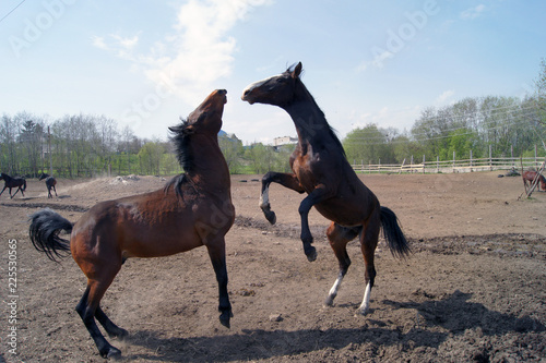 horses playing © Николай Прокофьев