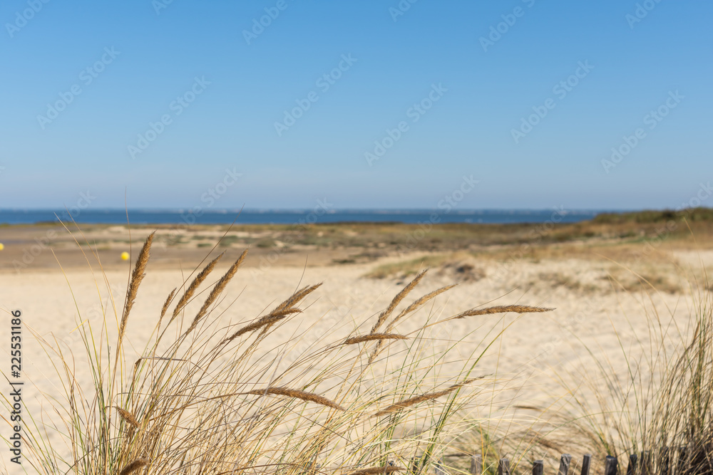 BASSIN D'ARCACHON (France), plage sauvage à Gujan-Mestras BASSIN D'ARCACHON (France), plage sauvage à Gujan-Mestras