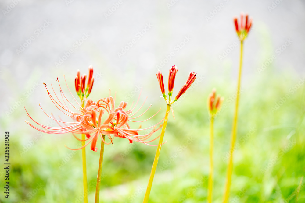 曼殊沙華 曼殊沙華