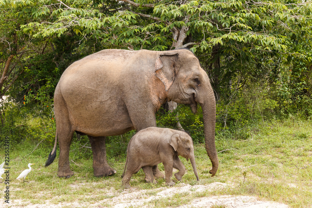 Fototapeta premium Elephant cow walking with baby elephant in Yala National Park