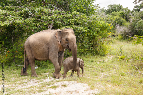 Elephant cow walking with baby elephant in Yala National Park © ViacheslavM