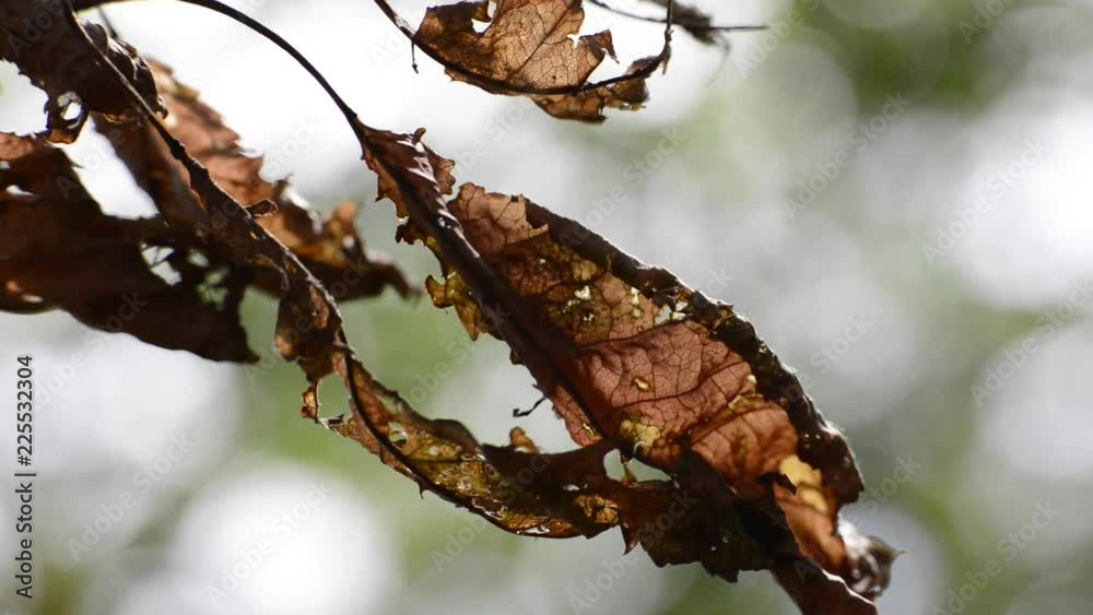 une branche de feuilles mortes soufflées par le vent