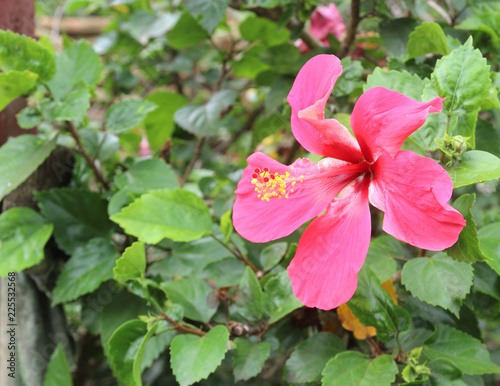 Beautiful Hibiscus flower in the garden background © jamroenjaiman