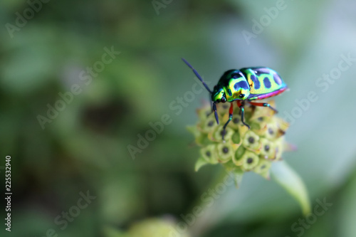 Beautiful emerald green beetle on a flower in the garden.