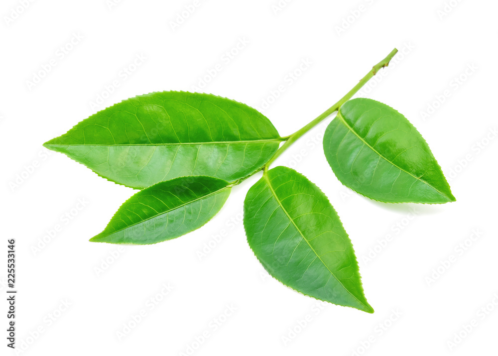 Green tea leaf on white background Green tea leaf on white background