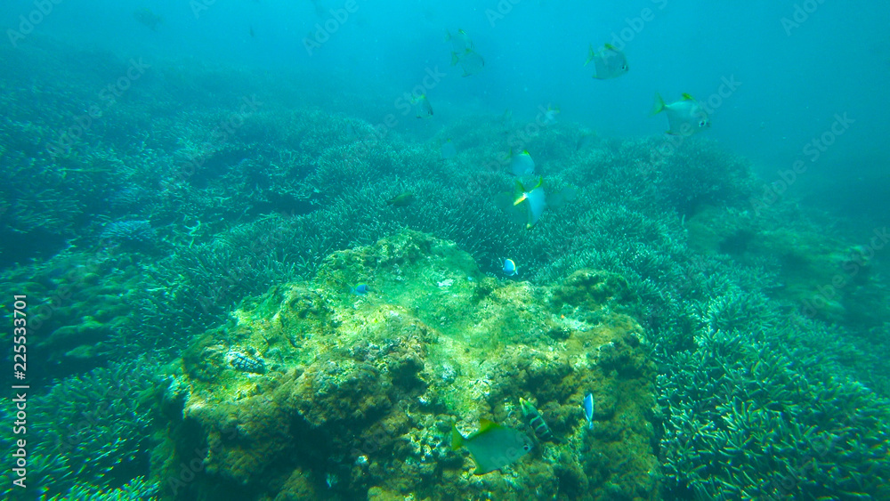 fish and coral reef, indian ocean