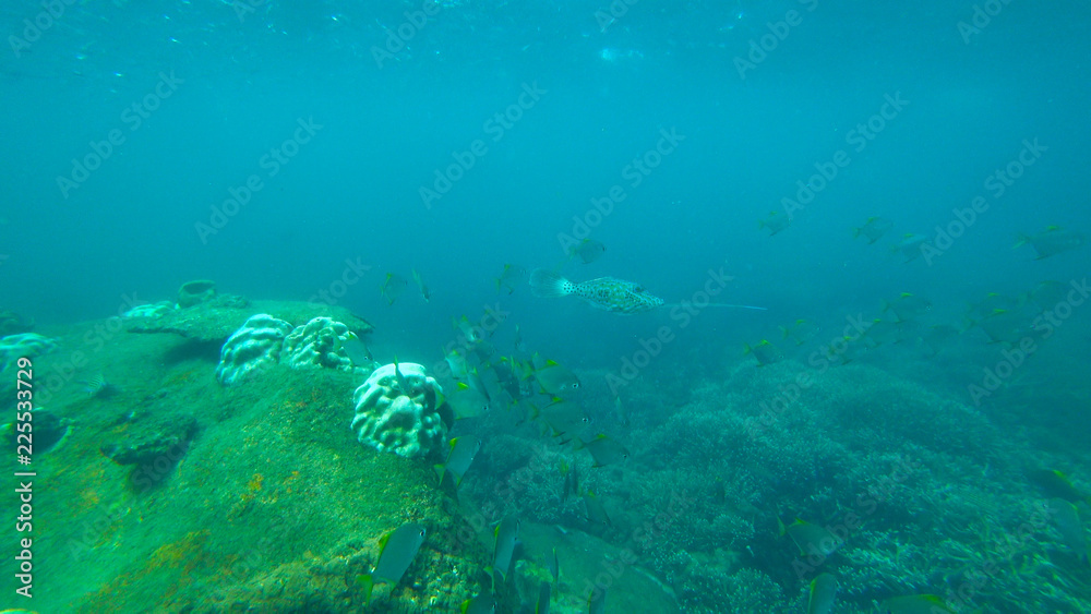 Fototapeta premium fish and coral reef, indian ocean