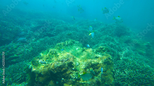 fish and coral reef  indian ocean
