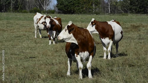 race bovine française la rouge des prés