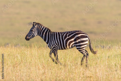 Zebra running on the savannah