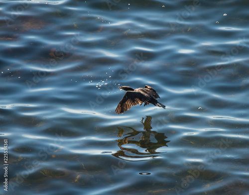 Bird in Flight photo