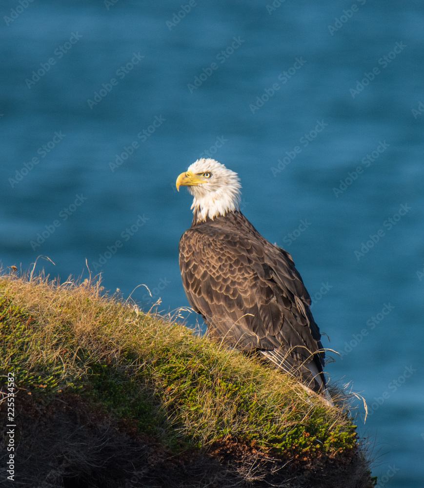 Fototapeta premium Majestic Bald Eagle