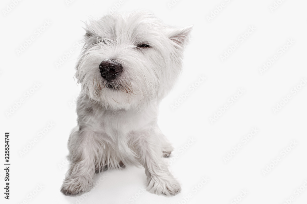 The west highland terrier dog in front of white studio background The west highland terrier dog in front of white studio background
