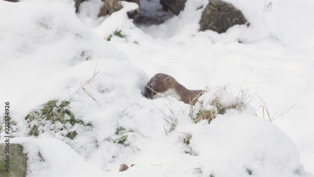 stoat in winter stoat in winter