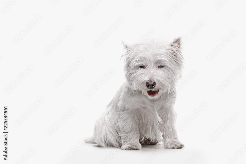 The west highland terrier dog in front of white studio background The west highland terrier dog in front of white studio background