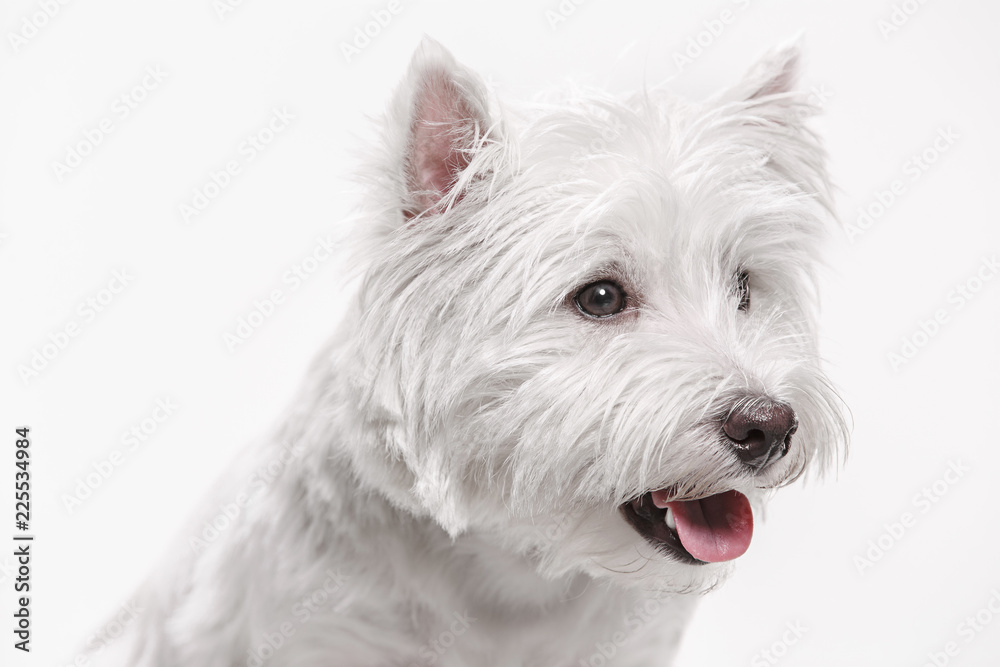 The west highland terrier dog in front of white studio background The west highland terrier dog in front of white studio background