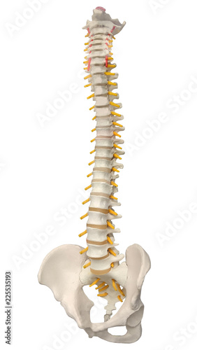 Human Spine Anatomy. Skeletal human spine and vertebral column or intervertebral discs. Detailed spine with Intervertebral discs - clipping path. Isolated on white background.