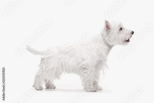 The west highland terrier dog in front of white studio background