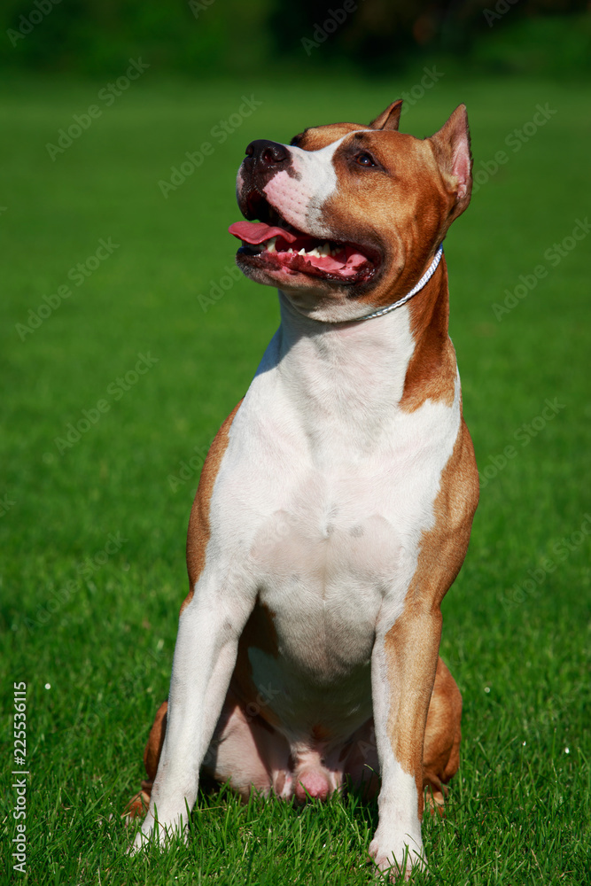 Dog breed American Staffordshire Terrier