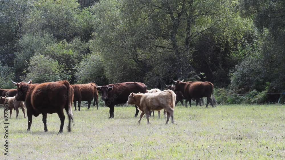 le troupeau de vaches se déplacent dans le pré le troupeau de vaches se déplacent dans le pré