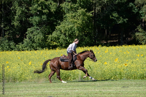 Freiheit. Reiterin galoppiert mit Westernpferd am Sonnenblumen Feld entlang © Grubärin