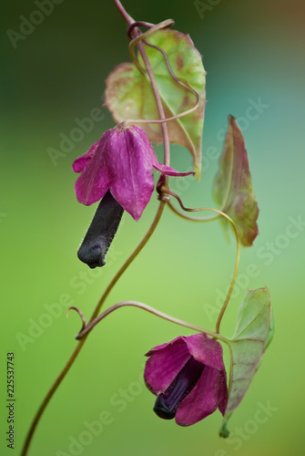 Purple Rain Rhodochiton close-up