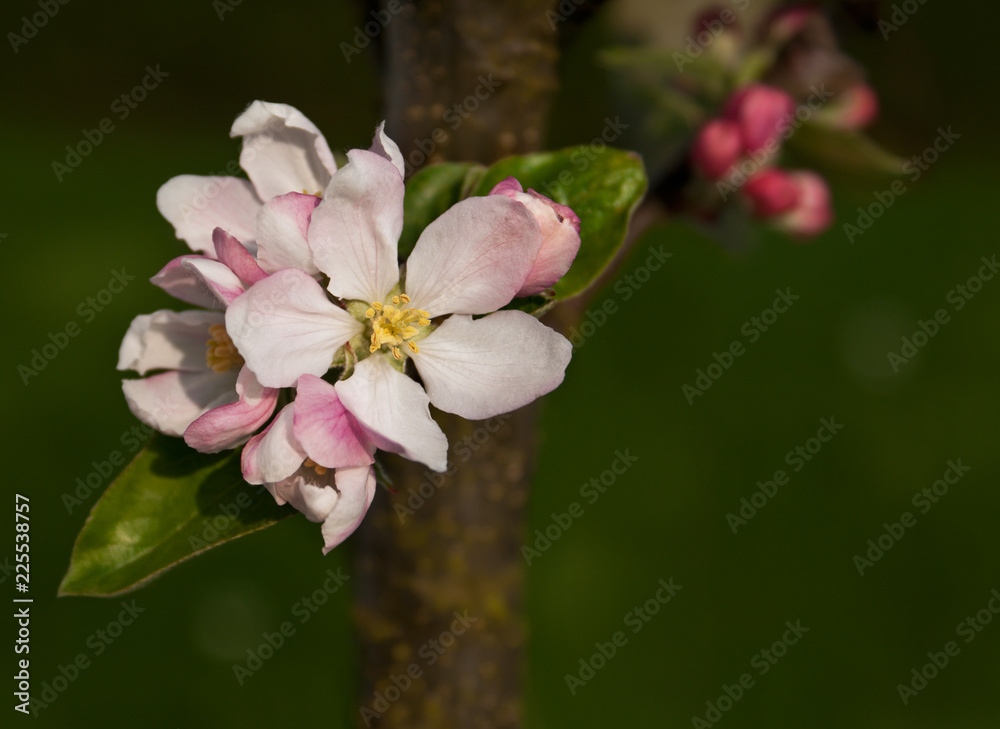 Obraz premium Pink apple tree blossom (Malus domestica 