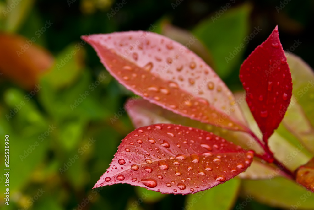 Close-up of water drops on red leaves (Clipping Path included)