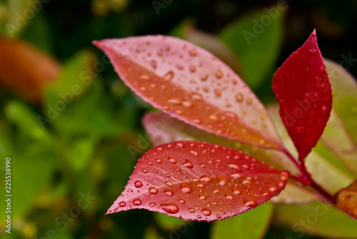 Close-up of water drops on red leaves (Clipping Path included)