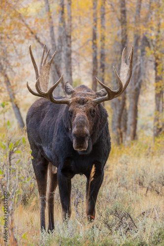 Bull Shiras Moose in Autumn © natureguy