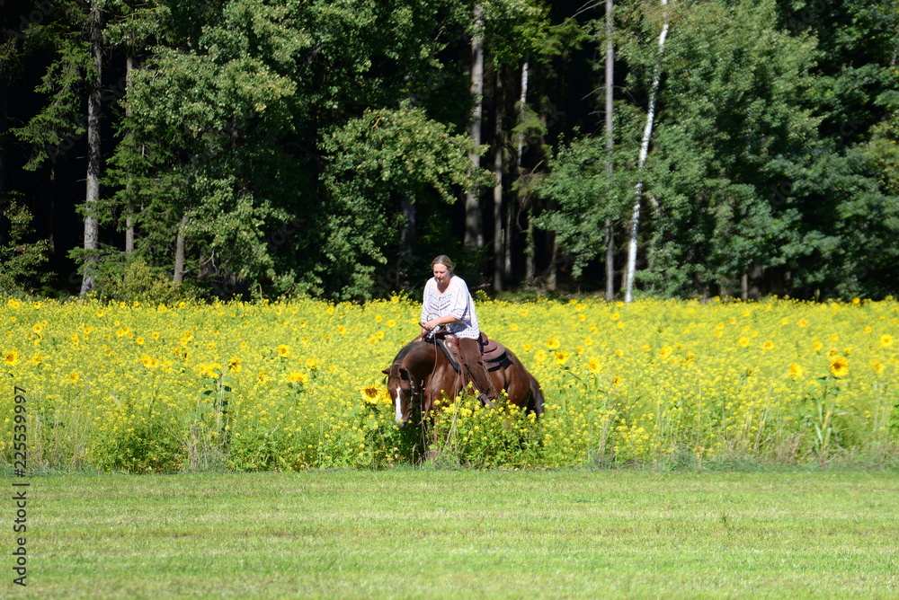 riding between sunflowers. Woman with a sorrel Quarter Horse riding in a field with sun flowers riding between sunflowers. Woman with a sorrel Quarter Horse riding in a field with sun flowers