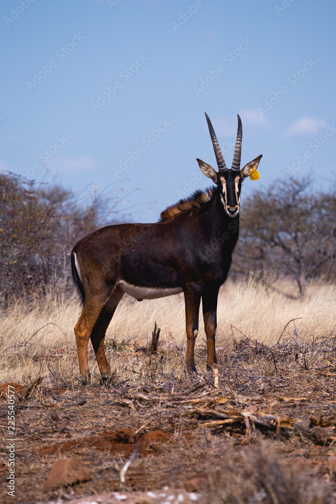 Obraz premium Sable Antelope Africa